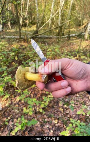 Champignons de la forêt dans la main. Cueillette de champignons dans la forêt d'automne. Vacances d'automne dans la nature. Banque D'Images