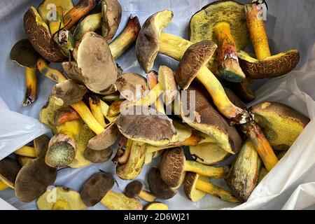 Champignon Xerocomus badius récolté dans la forêt d'automne. Vacances d'automne dans la nature. Banque D'Images