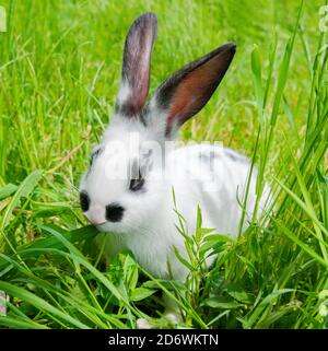 Lapin assis dans l'herbe, souriant à l'appareil photo Banque D'Images