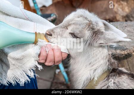 Nourrir à la main un bébé chèvre avec un biberon Banque D'Images