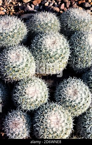 Mammillaria geminispina cactus à deux branches, jardin botanique El Charco del Ingenio, San Miguel de Allende, Guanajuato, Mexique Banque D'Images