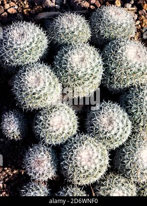 Mammillaria geminispina cactus à deux branches, jardin botanique El Charco del Ingenio, San Miguel de Allende, Guanajuato, Mexique Banque D'Images