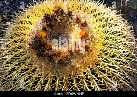 Cactus Golden Barrel (Echinocactus grusonii), jardin botanique El Charco del Ingenio, San Miguel de Allende, Guanajuato, Mexique Banque D'Images