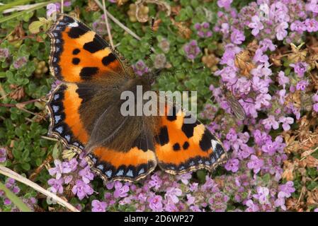 Petit papillon tortoiseshell sur thym, Royaume-Uni. Banque D'Images