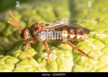 Abeille nomade de saveur - une abeille coucou qui pond ses œufs dans les nids d'autres abeilles solitaires. Kent. ROYAUME-UNI Banque D'Images