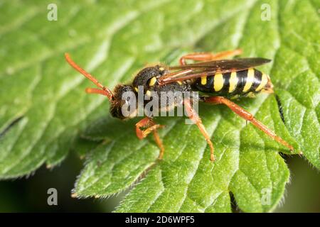 Abeille nomade de Goodens - abeille à coucou/parasite qui pond ses œufs dans les nids d'autres abeilles solitaires. Banque D'Images