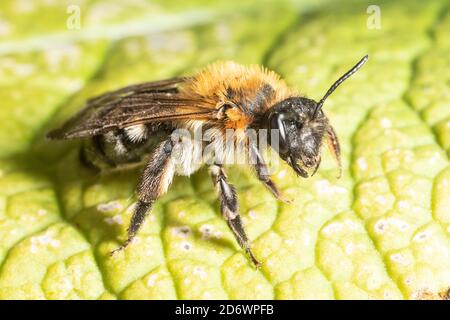 Abeille minière grise patchée dans le jardin, Kent, Royaume-Uni. Banque D'Images