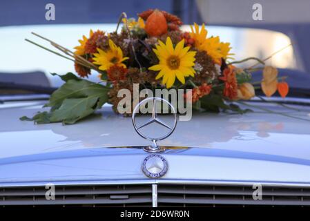 Fleurs de mariage derrière Mercedes Benz W123 blanc marque Cobra voiture sur le capot. Bouquet de fleurs à l'anniversaire de mariage sur le dessus de la voiture reflétant en blanc propre Banque D'Images