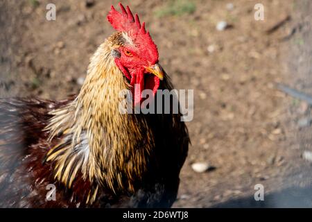 Un gros plan d'une poule coq poulet volaille oiseau volaille dans la lumière du soleil sur un champ de boue de terre. Banque D'Images