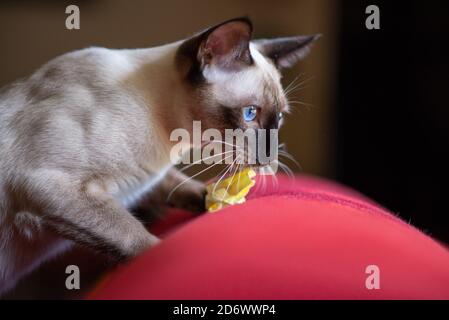 jeune chat siamois jouant sur un oreiller rouge Banque D'Images