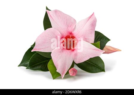 Fleur de mandevilla rose isolée sur fond blanc Banque D'Images