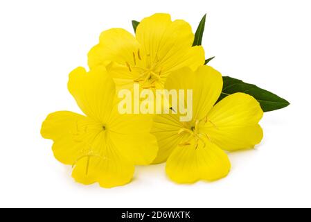 Fleurs d'onagre commune isolated on white Banque D'Images