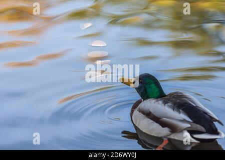 Un canard mâle nageant autour d'un bel automne ensoleillé Jour dans un étang suédois Banque D'Images