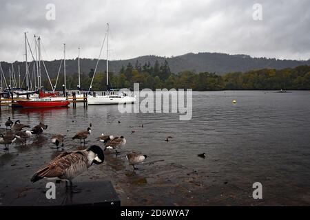 Baie de Bowness dans le lac Windermere en regardant vers Belle Isle lors d'une journée pluvieuse et nuageux. Les oies et bernaches canadiennes se tiennent sur le sentier et les voiliers sont attachés à un quai. Banque D'Images