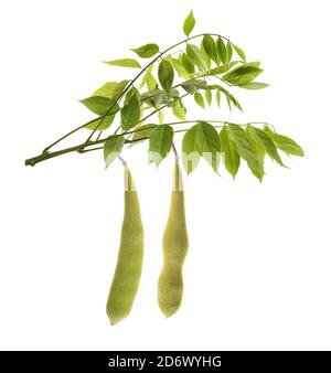 Branche de wisteria avec des gousses et des feuilles isolées sur blanc Banque D'Images