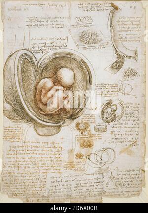 Titre: Études du foetus dans l'utérus Créateur: Leonardo Da Vinci Date: c.1510-13 Moyen: Stylo et encre avec laques rouges et noires sur papier Dimensions: 30.4 x 22 cm emplacement: Royal Collection Trust Banque D'Images