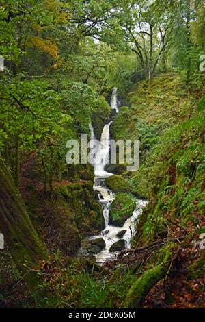 Stock Ghyll Force cascade dans une zone forestière boisée près d'Ambleside dans le parc national de Lake District, Angleterre. Les chutes sont entourées d'arbres verts. Banque D'Images