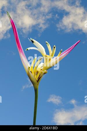 Parrot's Beak Heliconia Heliconia psittacorum fleur nom Latin Banque D'Images