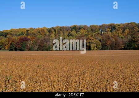 Champ de maturation de soja dans le soleil d'automne de l'après-midi doré. Glycine max communément appelé soja en Amérique du Nord Banque D'Images