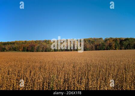 Champ de maturation de soja dans le soleil d'automne de l'après-midi doré. Glycine max communément appelé soja en Amérique du Nord Banque D'Images