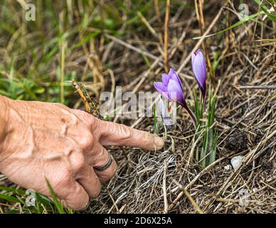 Les crocus de safran (Crocus sativus) fleurissent sur le sentier pédagogique du safran de Mund dans le canton du Valais, en Suisse ; une main pointe les fleurs violettes. Les pentes abruptes exposées au sud du village sont considérées comme l’une des meilleures zones de culture du safran en Europe. Banque D'Images