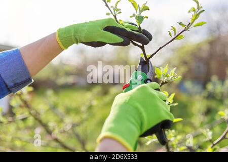 Élagage printanier d'arbres fruitiers et de buissons Banque D'Images