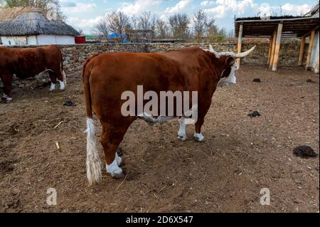 Big ox dans la ferme de cossack sur Don, Russie Banque D'Images