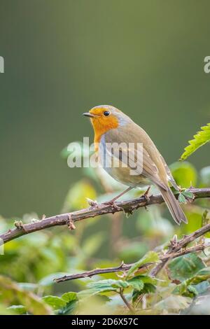 Gros plan d'un robin européen erithacus rubecula chantant dans un forêt verte Banque D'Images