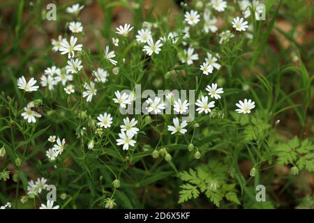 Gros plan sélectif des fleurs de Stellaria sur un champ Banque D'Images