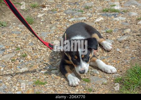Bordure collie tricolore. Chien de compagnie, chien de compagnie et chien de travail. Chiot, neuf semaines. Apprendre à accepter l'utilisation d'un collier et d'un plomb. Banque D'Images