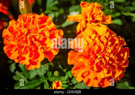 Les marigolds orange fleurissent dans le cadre d'une exposition d'automne au centre-ville, le 17 octobre 2020, à Fairhope, Alabama. Banque D'Images