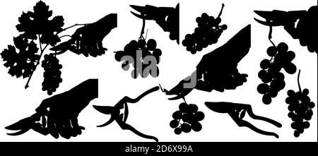 Dessin de silhouettes de grappes de raisin et main avec des ciseaux de récolte. Illustration vectorielle pour vos dessins et décorations. Illustration de Vecteur
