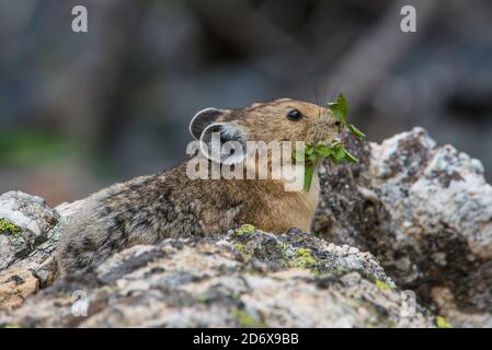 American Pika, rassemblement de végétation, montagnes Rocheuses, Colorado, États-Unis, par Bruce montagne/Dembinsky photo Assoc Banque D'Images