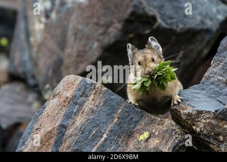 American Pika, rassemblement de végétation, montagnes Rocheuses, Colorado, États-Unis, par Bruce montagne/Dembinsky photo Assoc Banque D'Images