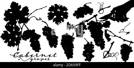 Silhouettes de grappes de raisin, feuilles de vigne, branches de vignoble et main avec ciseaux de récolte. Illustration vectorielle pour vos conceptions. Illustration de Vecteur
