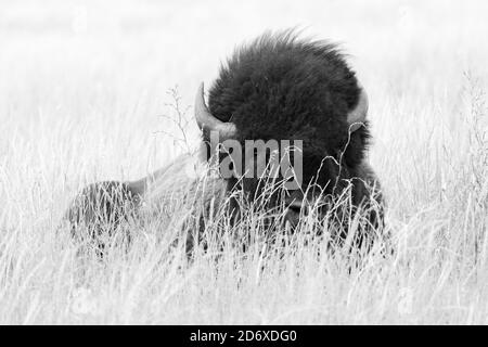 Un bison de taureau allongé dans l'herbe sur les plats d'Antelope. Parc national de Grand Teton, Wyoming Banque D'Images