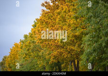 16 octobre 2020, Brandebourg, wriezen/OT Frankenfelde : des érables à feuilles autoplantées se trouvent dans la rue près de l'entrée du village. Photo: Soeren Stache/dpa-Zentralbild/ZB Banque D'Images