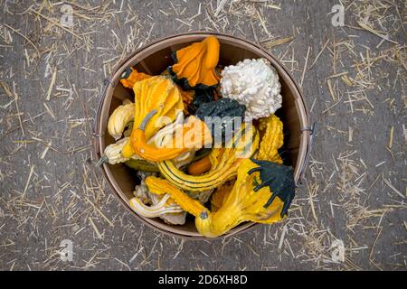 Un seau en métal rempli de gourdes assorties aux couleurs de l'automne, disposées sur le sol comme une nature morte de récolte saisonnière. Banque D'Images