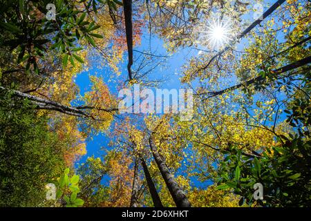 En regardant les feuilles d'automne et le soleil éclate dans la forêt sur le sentier de Raven Rock Falls - lac Toxaway, près de Brevard, Caroline du Nord, États-Unis Banque D'Images