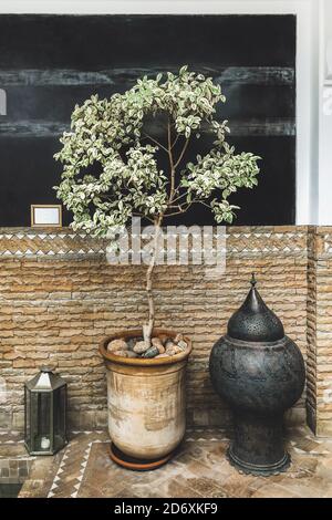 Décoration intérieure avec arbre de ficus en pot d'argile, lanterne en métal, sol carrelé et mur noir. Style arabe. Banque D'Images