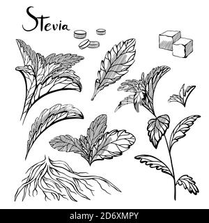 Ensemble de plantes de stévia dessinées à la main avec éclosion. Édulcorant sain naturel. Produit biologique à base de plantes utile. Plante avec des branches, des feuilles, des cubes de sucre et Illustration de Vecteur