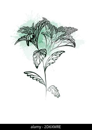 Plantes de stévia dessinées à la main avec éclosion et éclaboussures d'aquarelle verte. Édulcorant sain naturel. Produit biologique à base de plantes utile. Plante avec des branches, lea Illustration de Vecteur