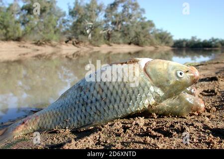 Présentation de la carpe européenne au bord de la rivière Darling NSW Australie Banque D'Images