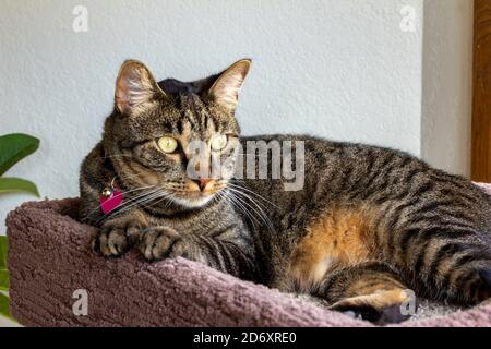 Vue portrait en gros plan d'une bande grise et marron tabby chat se détendre dans un arbre de chat surélevé intérieur Banque D'Images