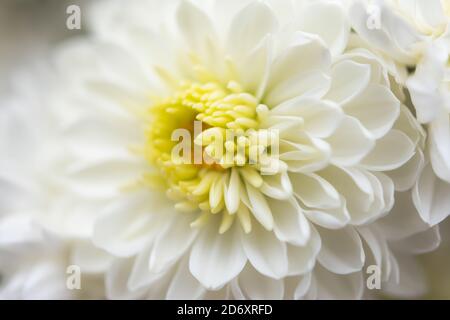 Macrophotographie de chrysanthème blanc. Pétales blancs délicats avec mise au point sélective. Arrière-plan plein cadre des chrysanthèmes. L'idée de tendresse et fr Banque D'Images