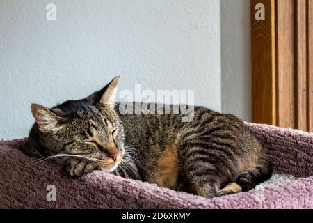 Vue portrait en gros plan d'une bande grise et marron tabby chat se détendre dans un arbre de chat surélevé intérieur Banque D'Images