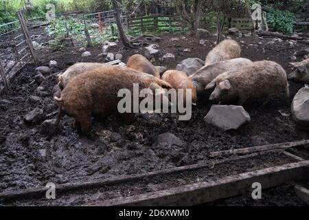 Porcs mangalica de race hongroise au stylo Banque D'Images