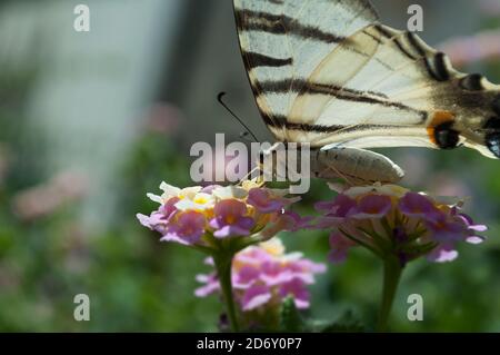 Le machaon de Papilio, la petite queue du Vieux monde, le gros papillon sur les fleurs de Lantana Camara en été, Grèce, Athènes Banque D'Images