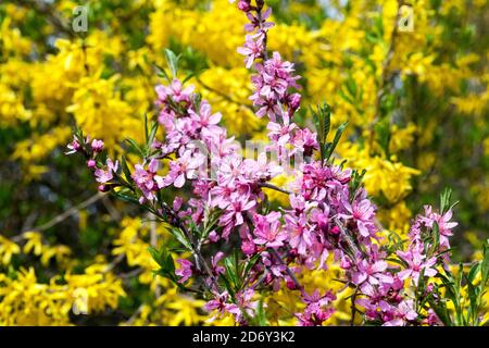 Printemps beauté rose arbustes fleurs Prunus Forsythia Banque D'Images