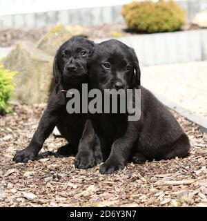 Des chiots étonnants du labrador retriever dans le jardin Banque D'Images